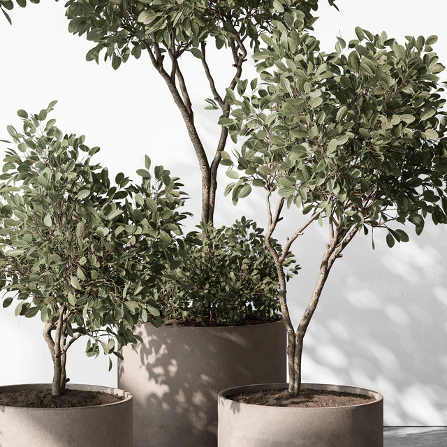 Indoor Plant 572 - European Olive — Descargar