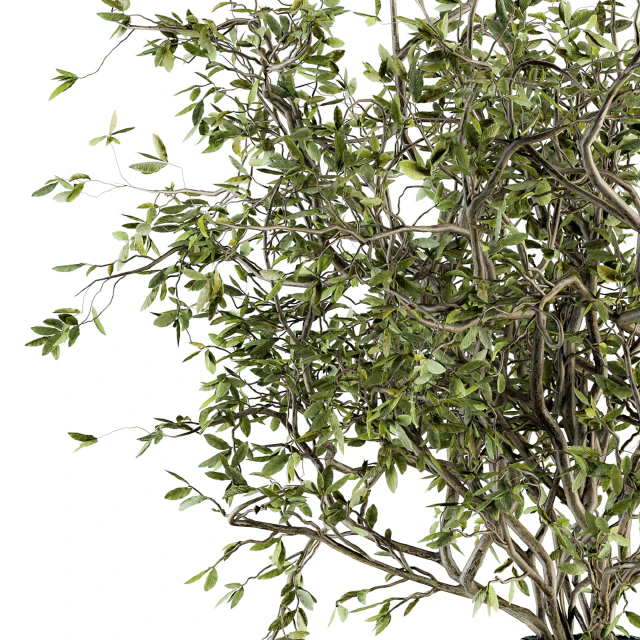 Bouquet - Green Branch in vase 40 — Descargar