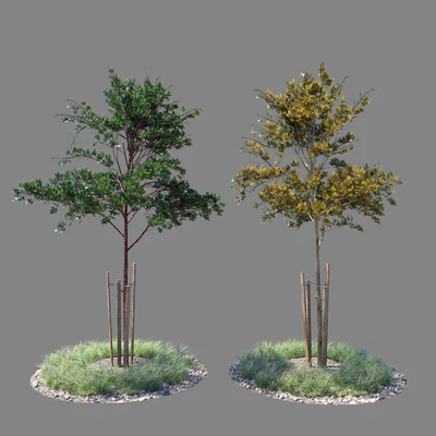 Young tree 01 — Ver 1