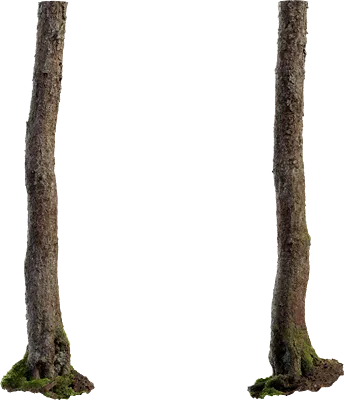 alder tree trunk 001 — Скачать