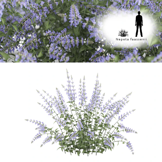 Котовник Фассена | Nepeta faassenii — Скачать