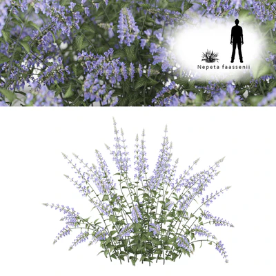 Котовник Фассена | Nepeta faassenii — Вид 1