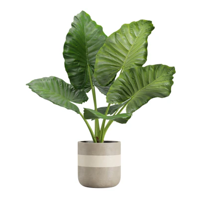 Indoor Plants Pack 21 — Вид 2