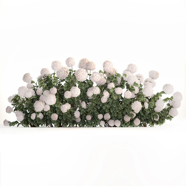 Beautiful bush white hydrangea with flowers for the garden, hedge. Plant set 1185 — Descargar