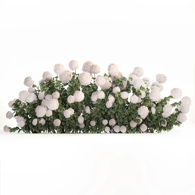 Beautiful bush white hydrangea with flowers for the garden, hedge. Plant set 1185 — Ver 2
