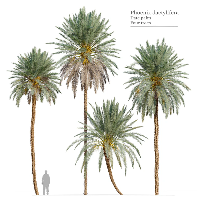 Phoenix dactylifera — Download
