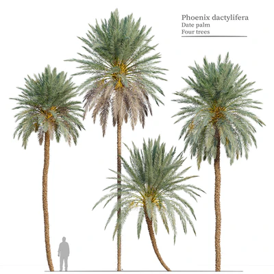 Phoenix dactylifera — View 1