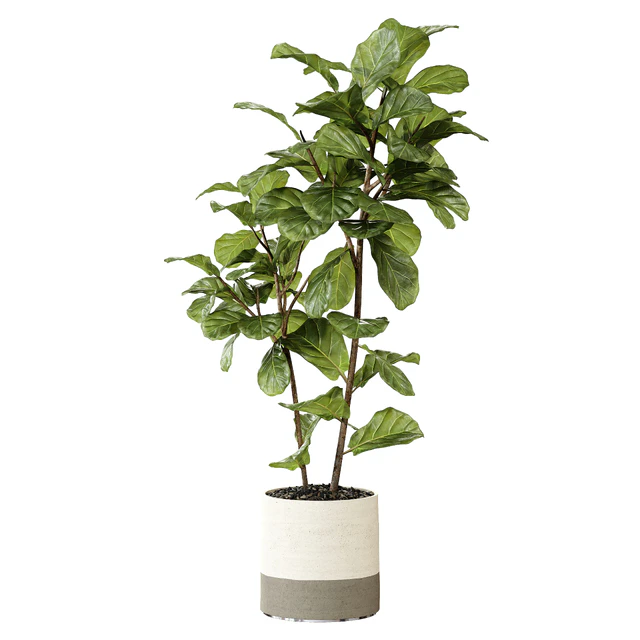 Ateliervierkant - Pot CL40 and Ficus Lyrata plant — Descargar