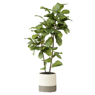 Ateliervierkant - Pot CL40 and Ficus Lyrata plant — Ver 2