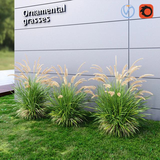 Ornamental grass Fountaingrass green — Descargar