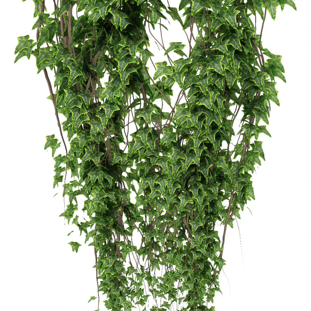 Ivy in pot — Descargar