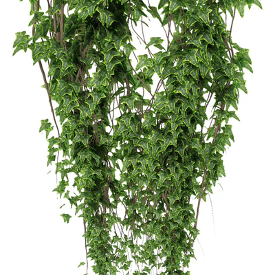 Ivy in pot — Ver 2
