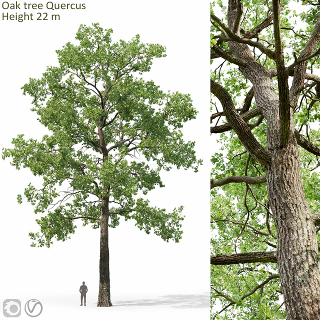 Oak — Скачать