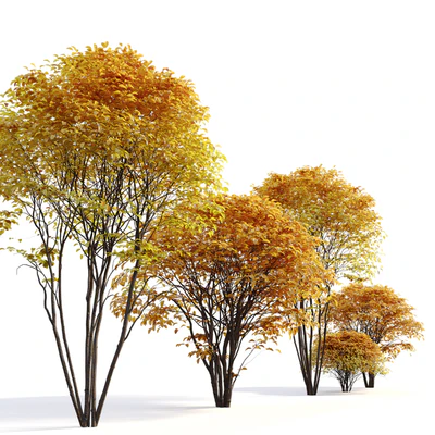 Cornelian cherry — Ver 3