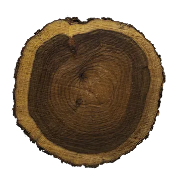 tree trunk 001 — download