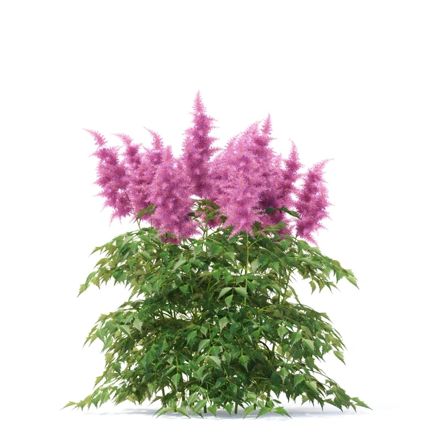 Astilba Japanese | Astilbe japonica — Descargar