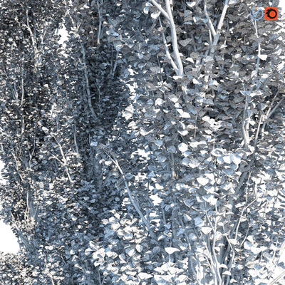 Тополь Пирамидальный 15м Лето — Вид 3