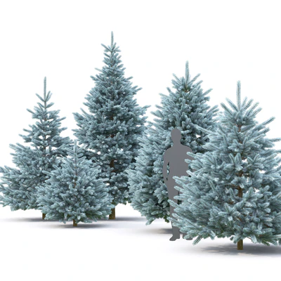 Spruce — Вид 2