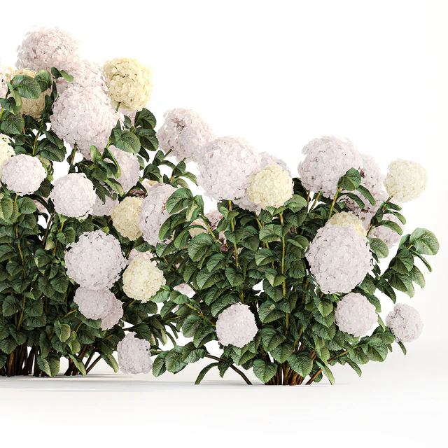 Three beautiful white hydrangea bushes with flowers for the garden, hedge, plant collection 1180 — Descargar
