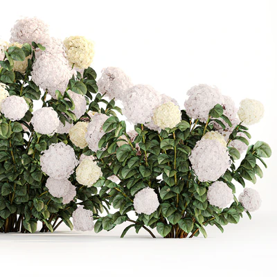 Three beautiful white hydrangea bushes with flowers for the garden, hedge, plant collection 1180 — Ver 3