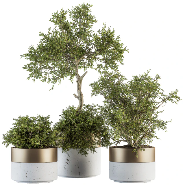 indoor Plant Set 200 - Tree in pot — Скачать