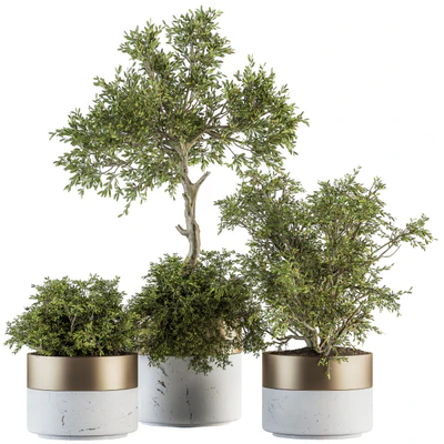 indoor Plant Set 200 - Tree in pot — Вид 1