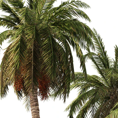 6 Arbian Date Palm Trees — Ver 2