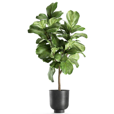A collection of decorative small trees with large leaves in a black pot Ficus lyrata. Set 854. — Ver 2
