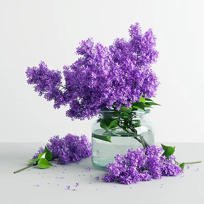 Lilac Flowers in a Jar — Ver 1