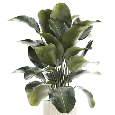 Beautiful exotic plant in a white flower pot Calathea lutea, Strelitzia bush. 1263 — View 2