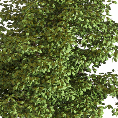 Outdoor plant 05 — Ver 2