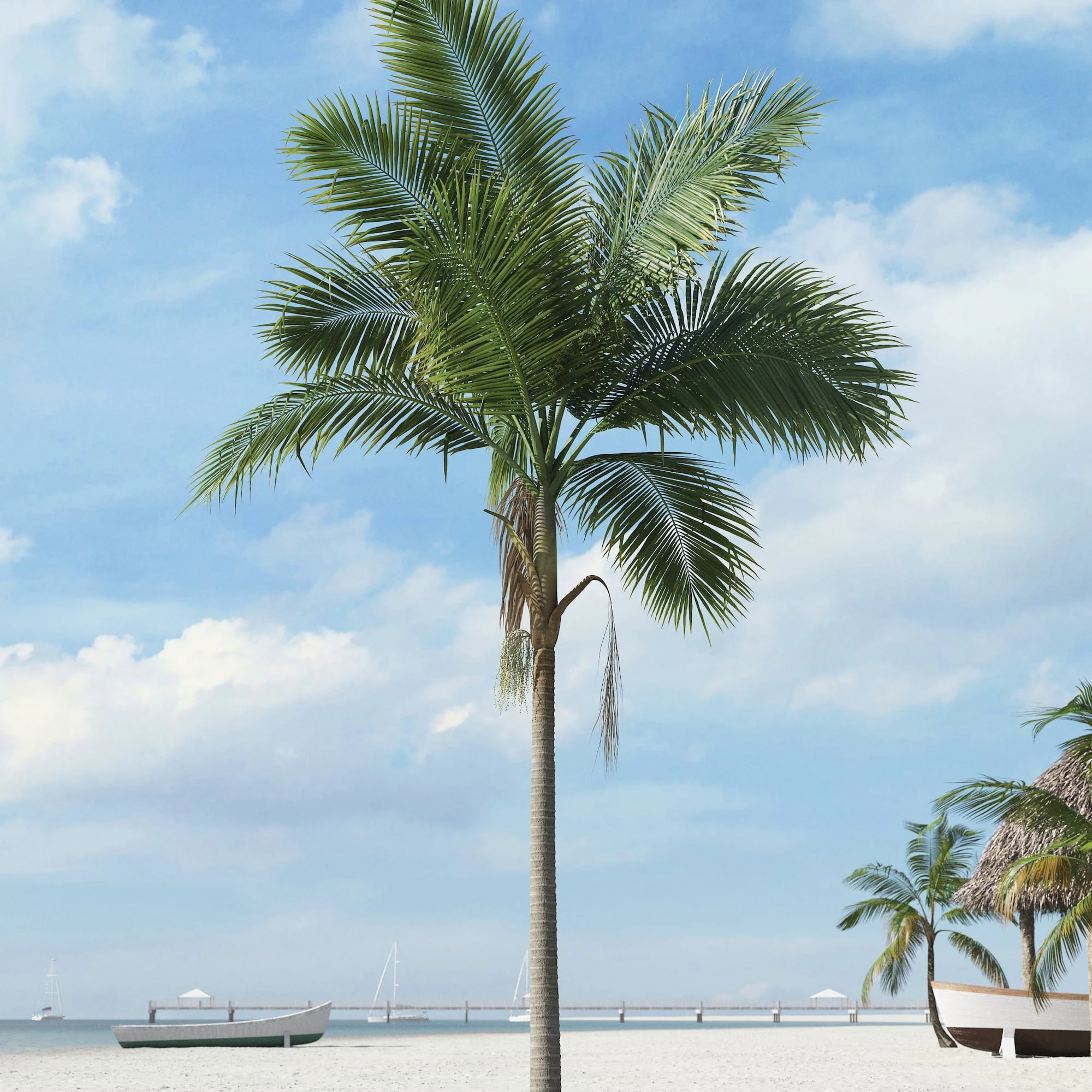 palm trees 008 — Descargar
