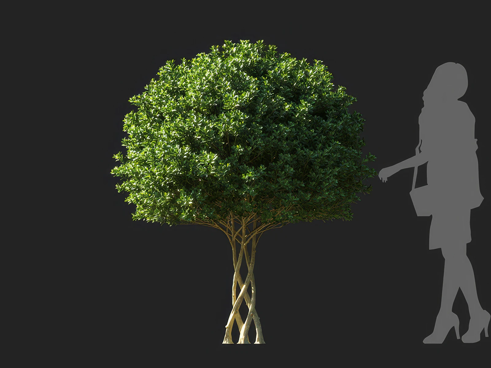 ilex maximowicziana 004 — Descargar