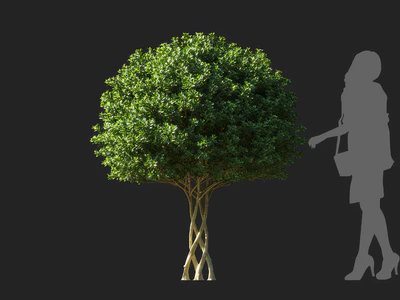 ilex maximowicziana 004 — Descargar