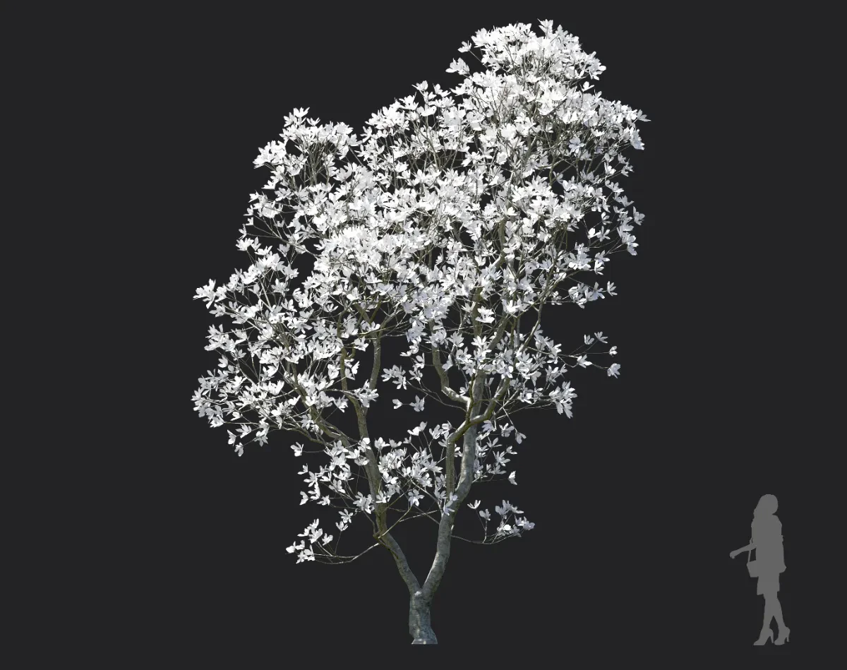 magnolia officinalis 005 — Скачать