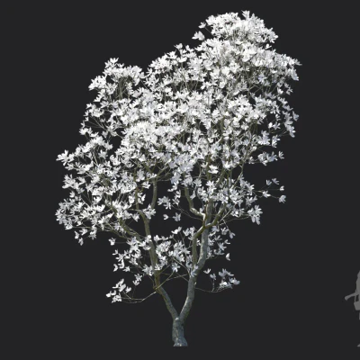 magnolia officinalis 005 — download