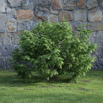 plants and bushes 014 — Скачать