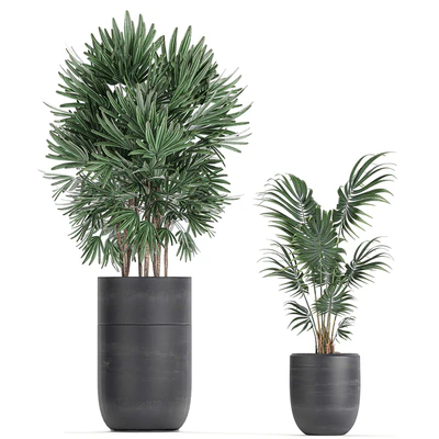 A collection of beautiful small plants in black pots and vases with Palm, Rapeseed, strelitzia. Set 738. — Ver 2