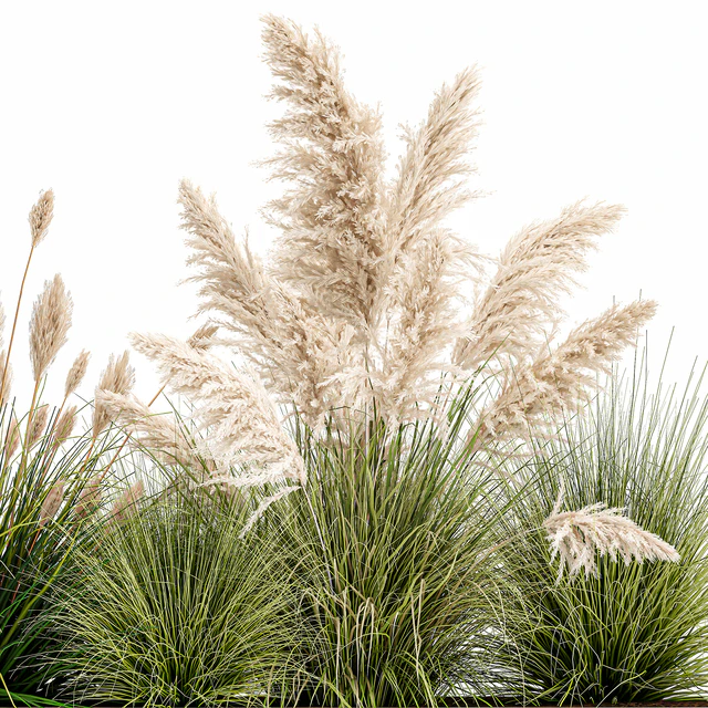 Collection of plants in a pot Pampas grass, reeds, bushes, landscape design, white, flowerbed. Set 1077 — Descargar