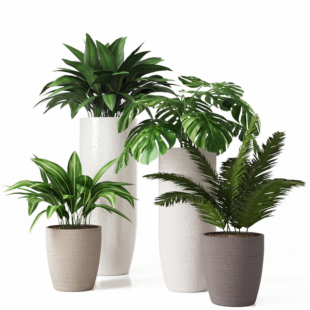 Collection of indoor plants 01 — Descargar