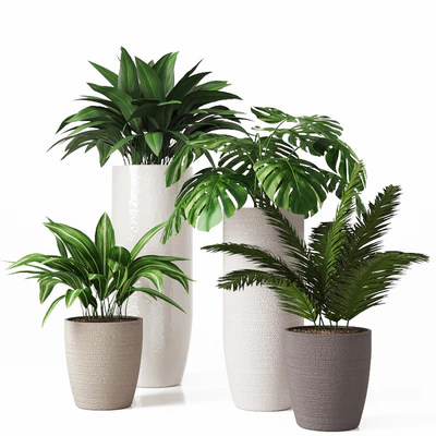 Collection of indoor plants 01 — Ver 1