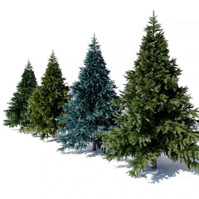 Prickly spruce 3m — Descargar