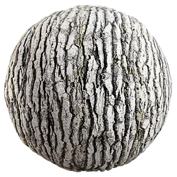 silver birch bark 002 — Descargar