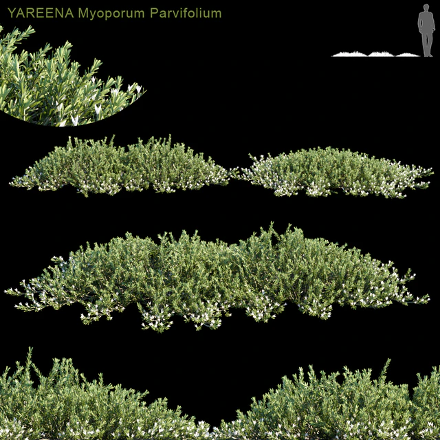 YAREENA Myoporum Parvifolium — Descargar