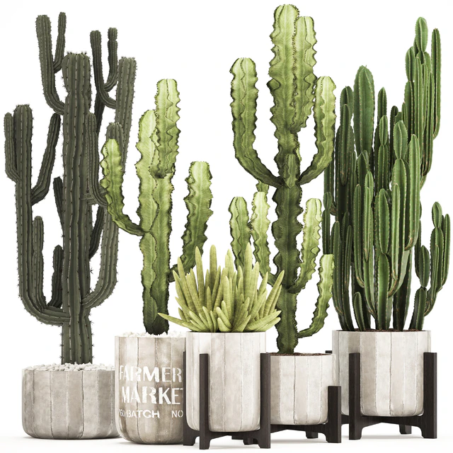 Plant collection 324. concrete, flowerpot, indoor cactus, cereus, spurge, carnegia, interior, desert plants, outdoor — Descargar