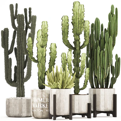 Plant collection 324. concrete, flowerpot, indoor cactus, cereus, spurge, carnegia, interior, desert plants, outdoor — Ver 1