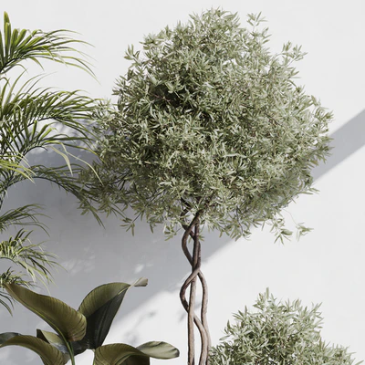indoor plant set 71 — Вид 2
