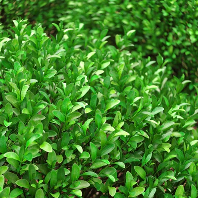 Large round boxwood bushes — Ver 2