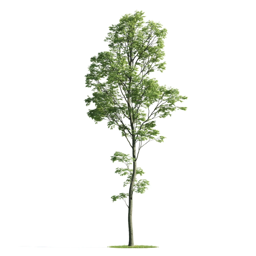 trees 031 — Descargar