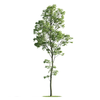 trees 031 — Descargar